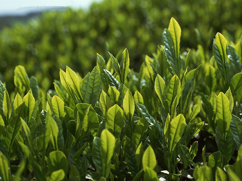 茶叶农药残留的快速检测办法