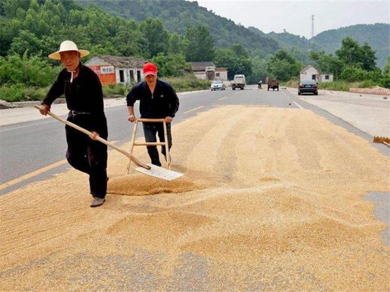 小麦什么时间储存*合适？粮食水分测量仪来解答