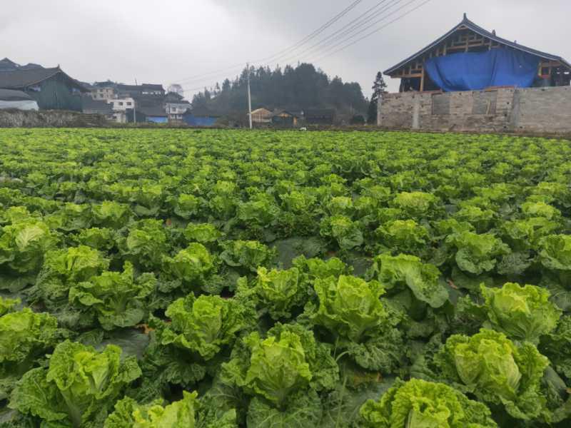 便携式植物营养测定仪，对农业种植有什么帮助